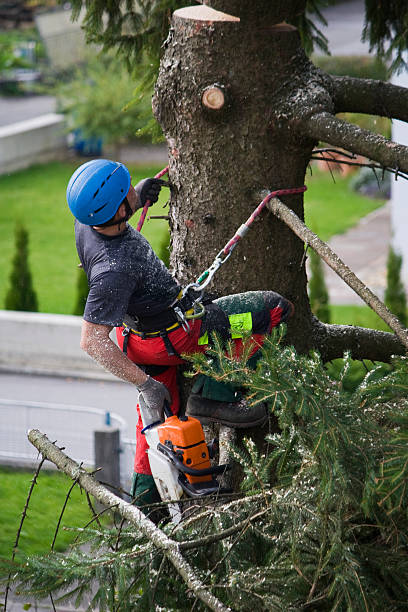 Lawn Watering Services in Lucedale, MS